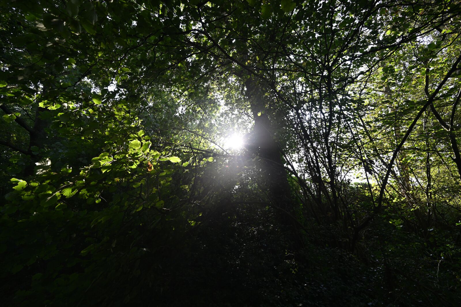 Nikon Nikkor Z 14-30mm F4 S sample photo. Forest, sun rays, leaves photography