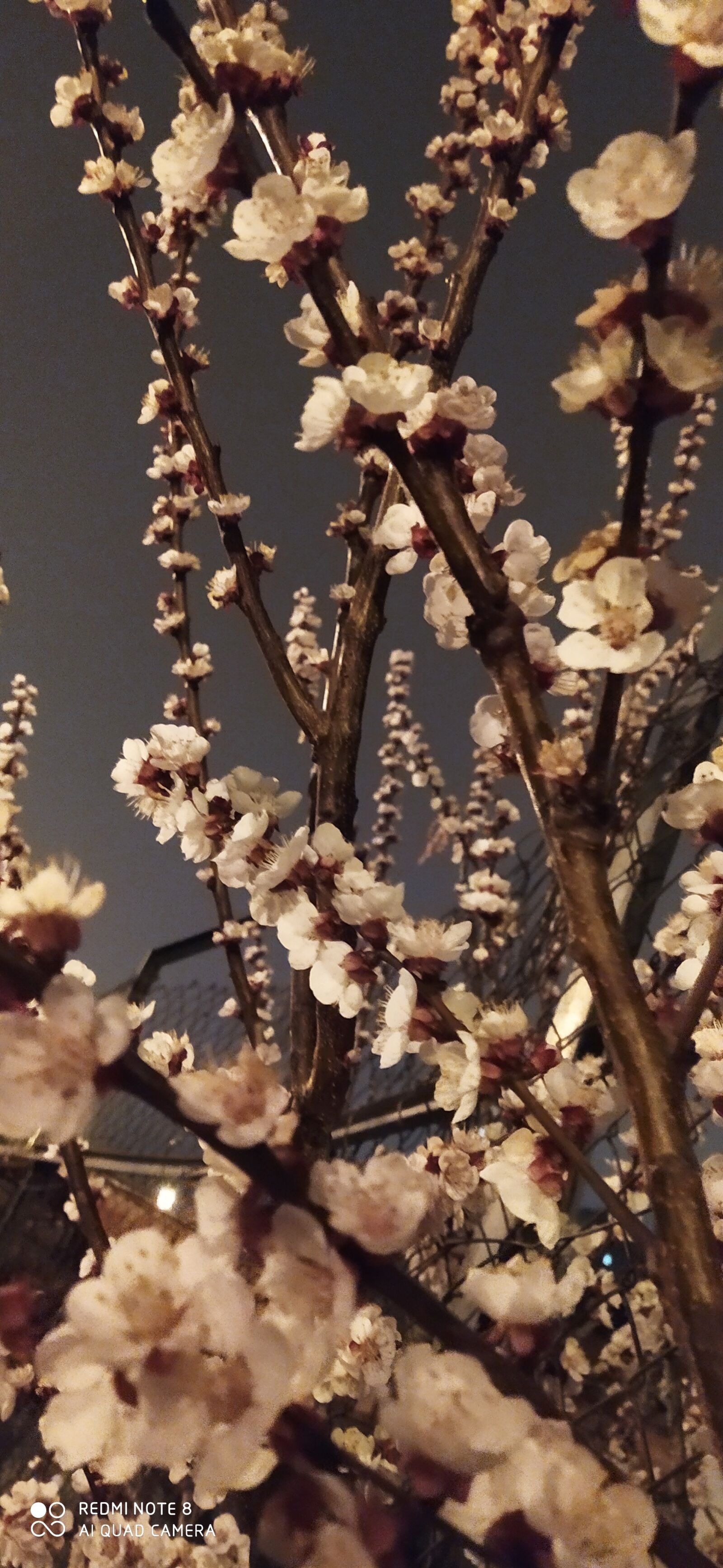 Xiaomi Redmi Note 8 sample photo. Spring, flower, beauty photography