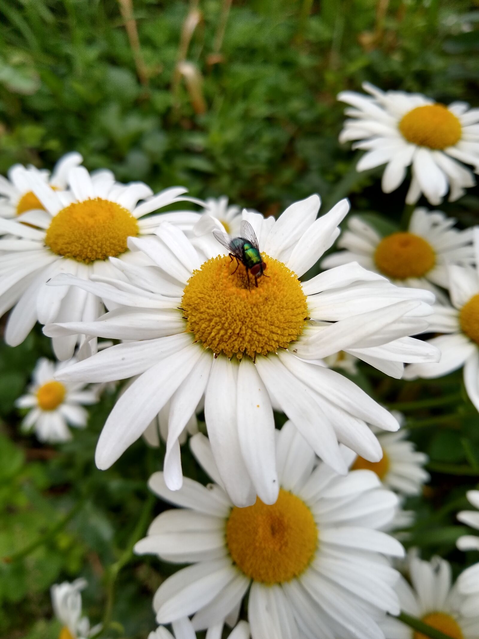 Motorola moto g(8) plus sample photo. Flower, mucha, park photography