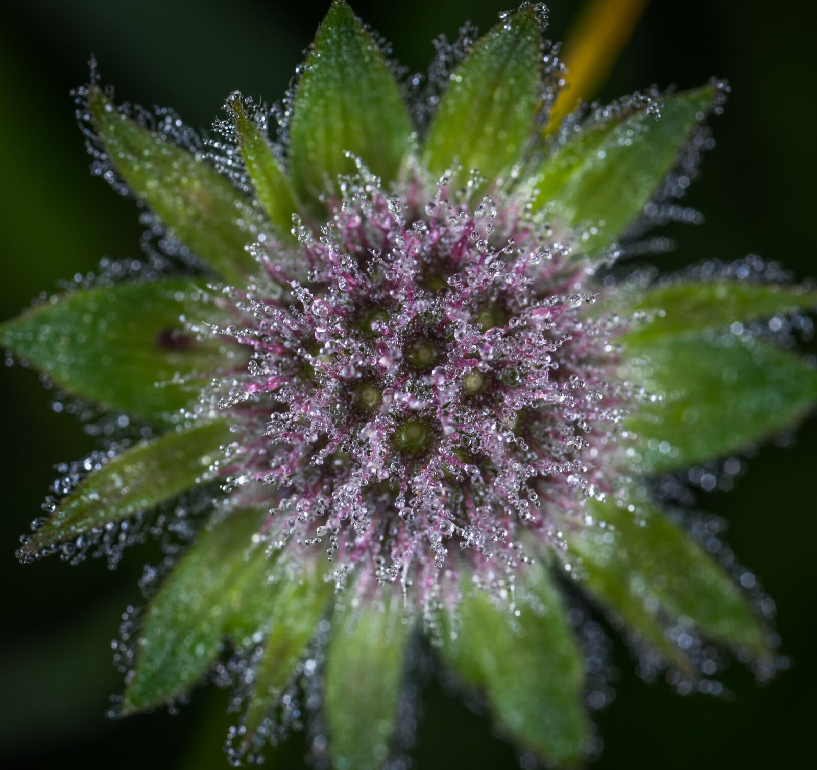 #124 65/2.8 sample photo. Nature, no one, plant photography