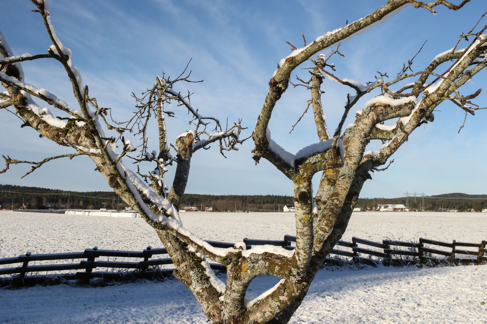 Canon EOS 7D Mark II + Canon EF-S 24mm F2.8 STM sample photo. Apple tree, landscape, winter photography