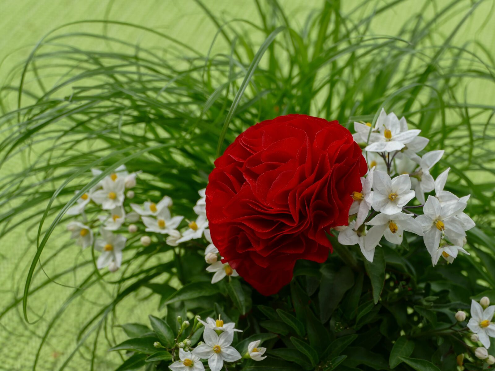 Panasonic Lumix DMC-FZ1000 sample photo. Ranunculus red, jasmin, bamboo photography