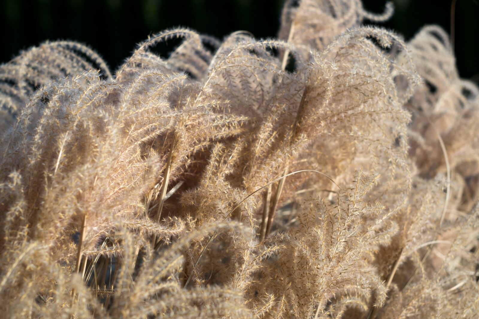 Fujifilm X-T10 sample photo. Autumn, nature, grass photography