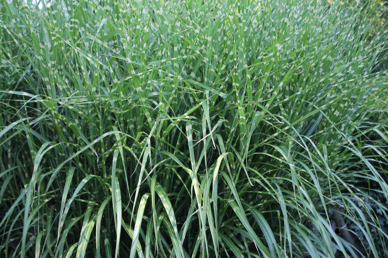 Canon EOS 1100D (EOS Rebel T3 / EOS Kiss X50) sample photo. Grasses, green, grass photography