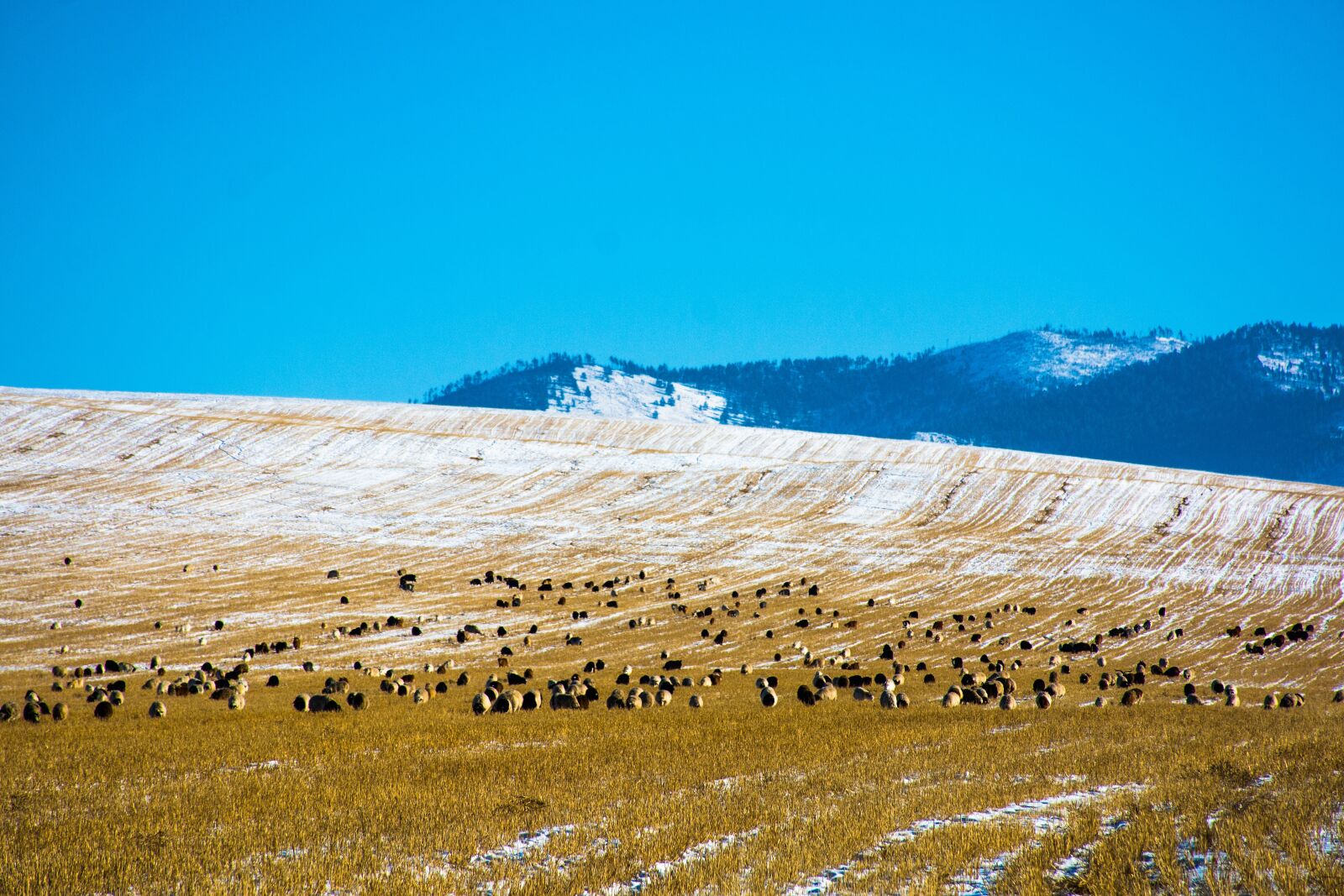 Nikon D7100 sample photo. Winter, mongolia, valley photography
