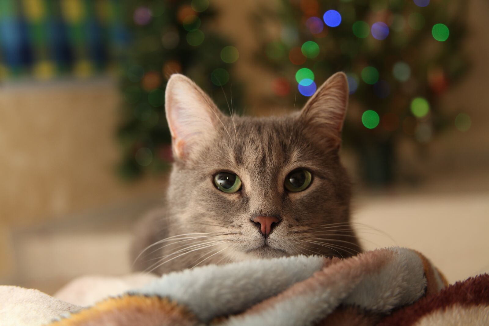 Canon EOS 5D Mark II sample photo. Christmas cat, type, christmas photography