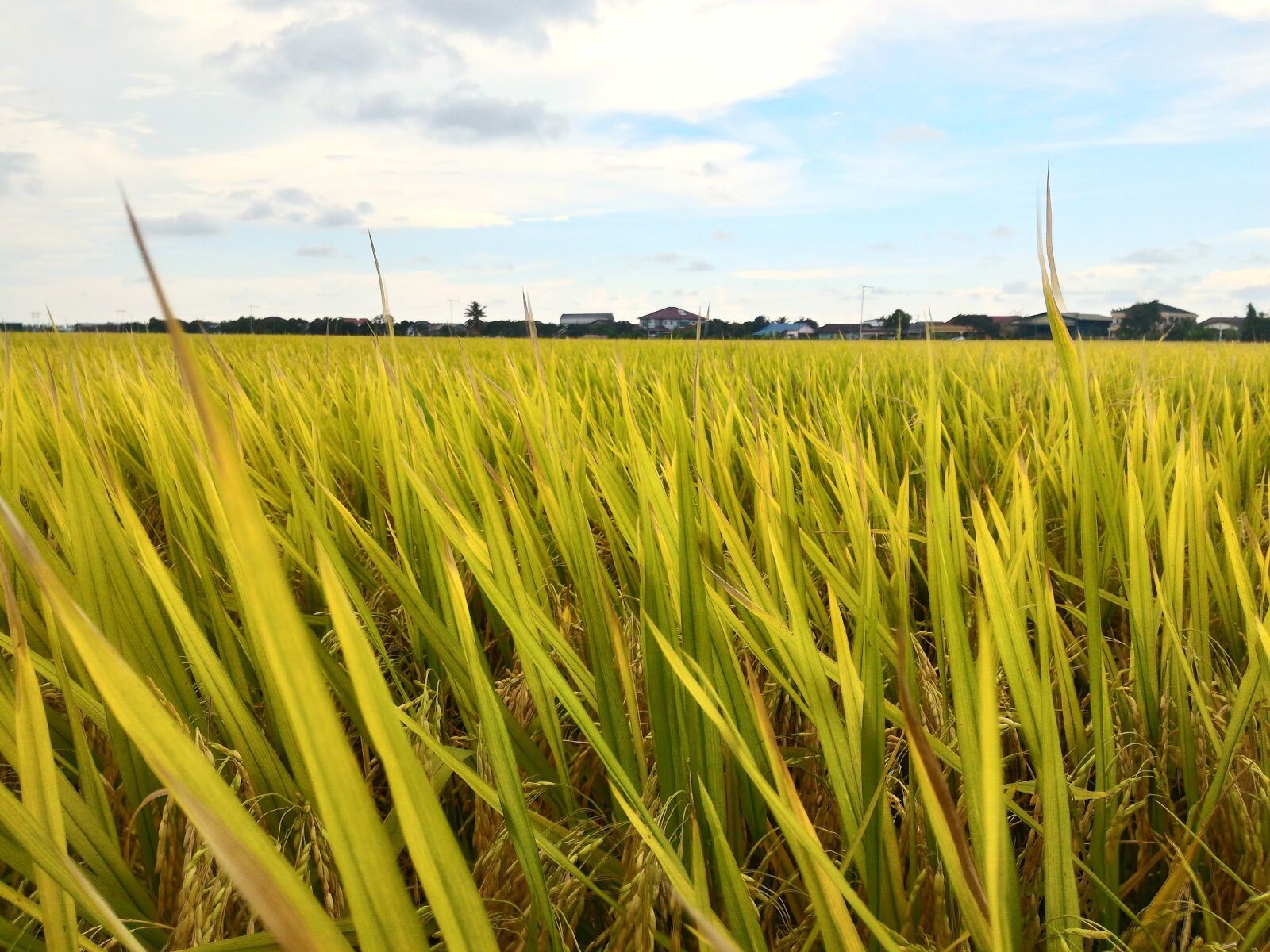 ASUS ZenFone 2 (ZE551ML) sample photo. Paddy, field, rice photography