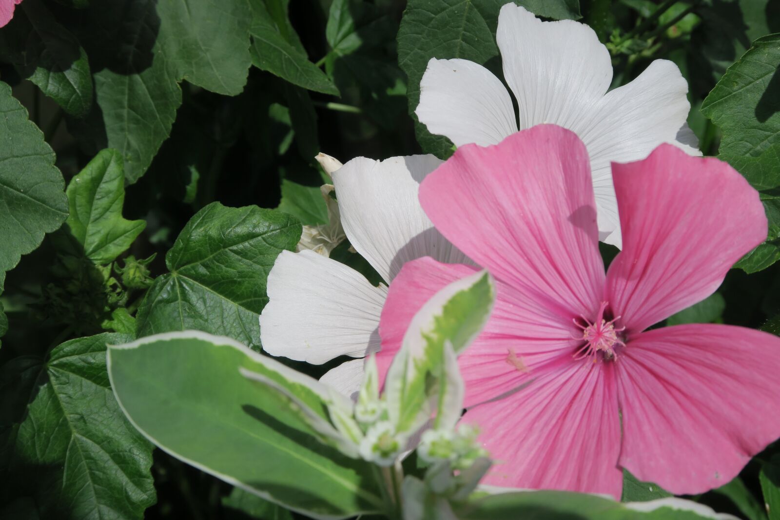 Canon PowerShot G7 X sample photo. Flower, pink, flowers photography