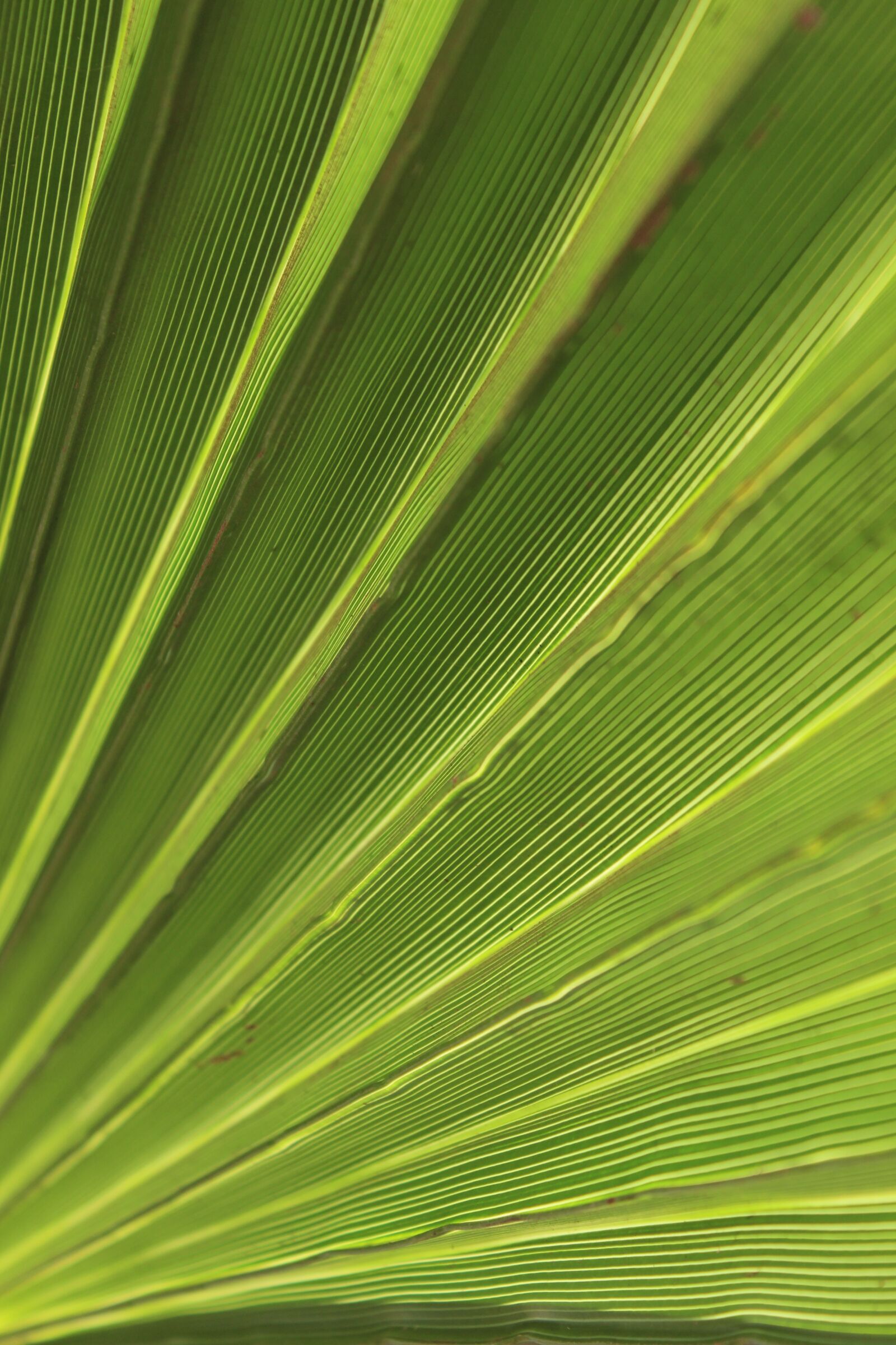 Canon EOS 600D (Rebel EOS T3i / EOS Kiss X5) sample photo. Green, palm, leaf photography