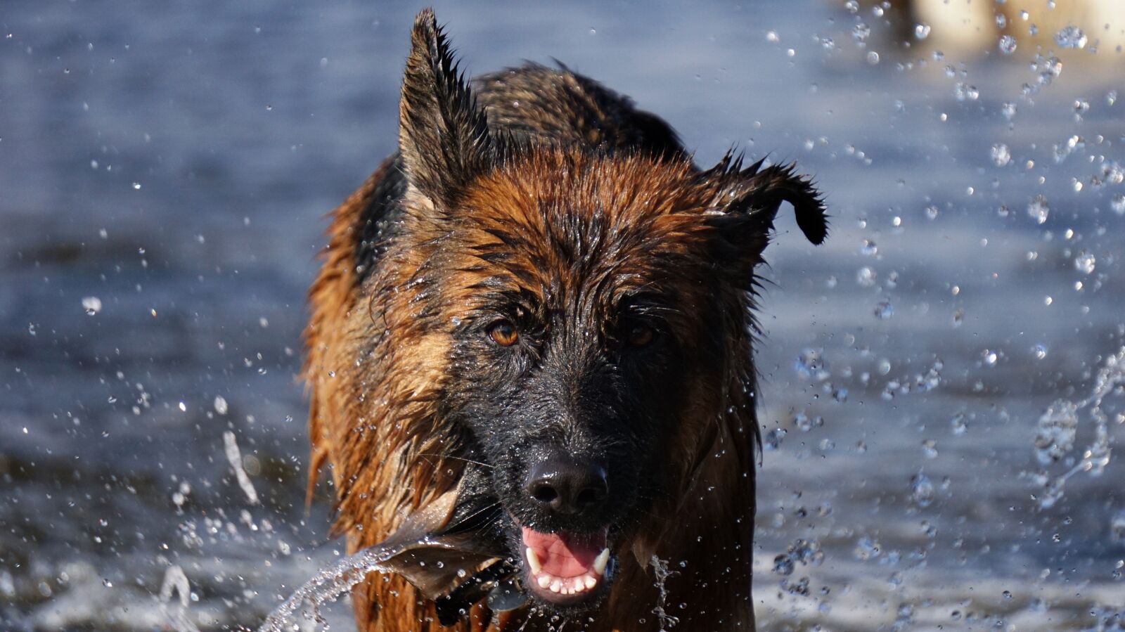 Sony E 55-210mm F4.5-6.3 OSS sample photo. Sch fer dog, german photography