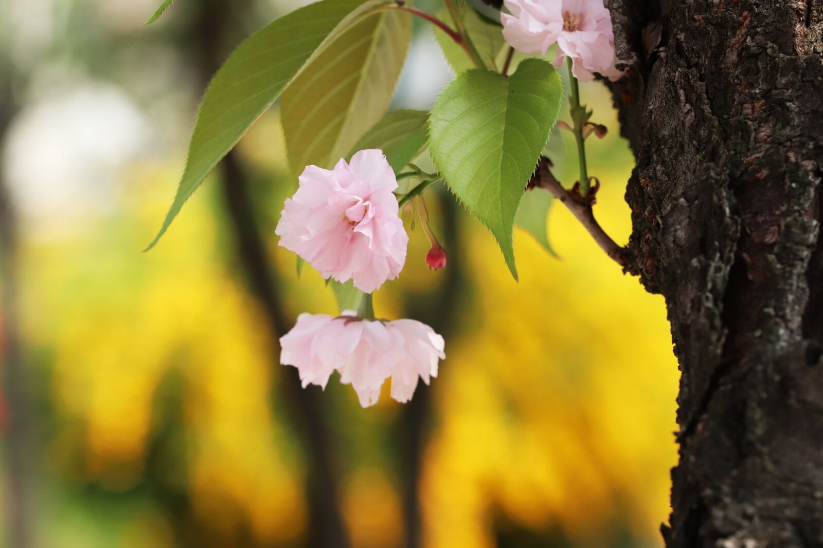 Canon EOS 800D (EOS Rebel T7i / EOS Kiss X9i) sample photo. Spring, spring flowers, nature photography