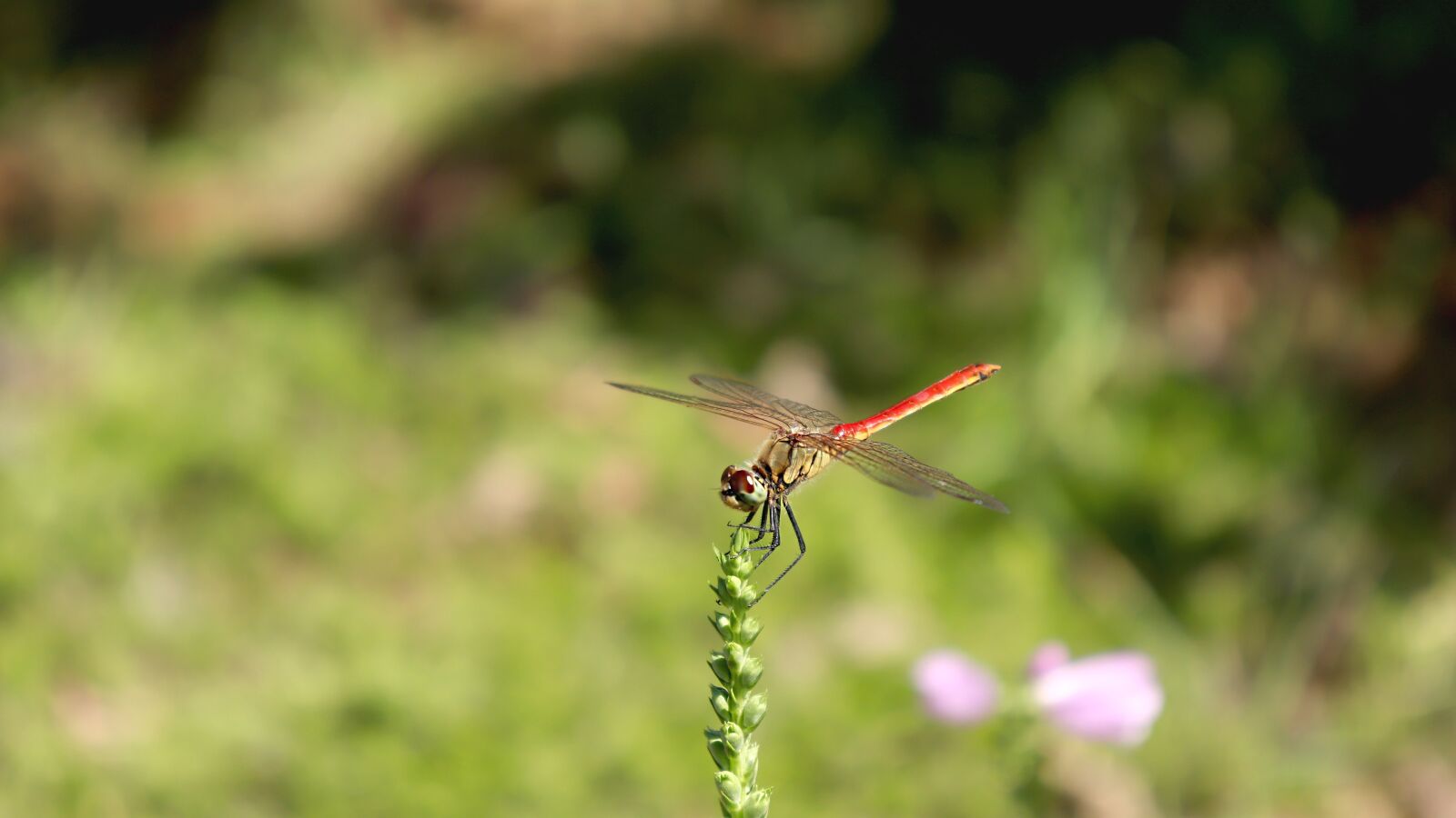Canon EOS 800D (EOS Rebel T7i / EOS Kiss X9i) sample photo. Nature, dragonfly, wing photography