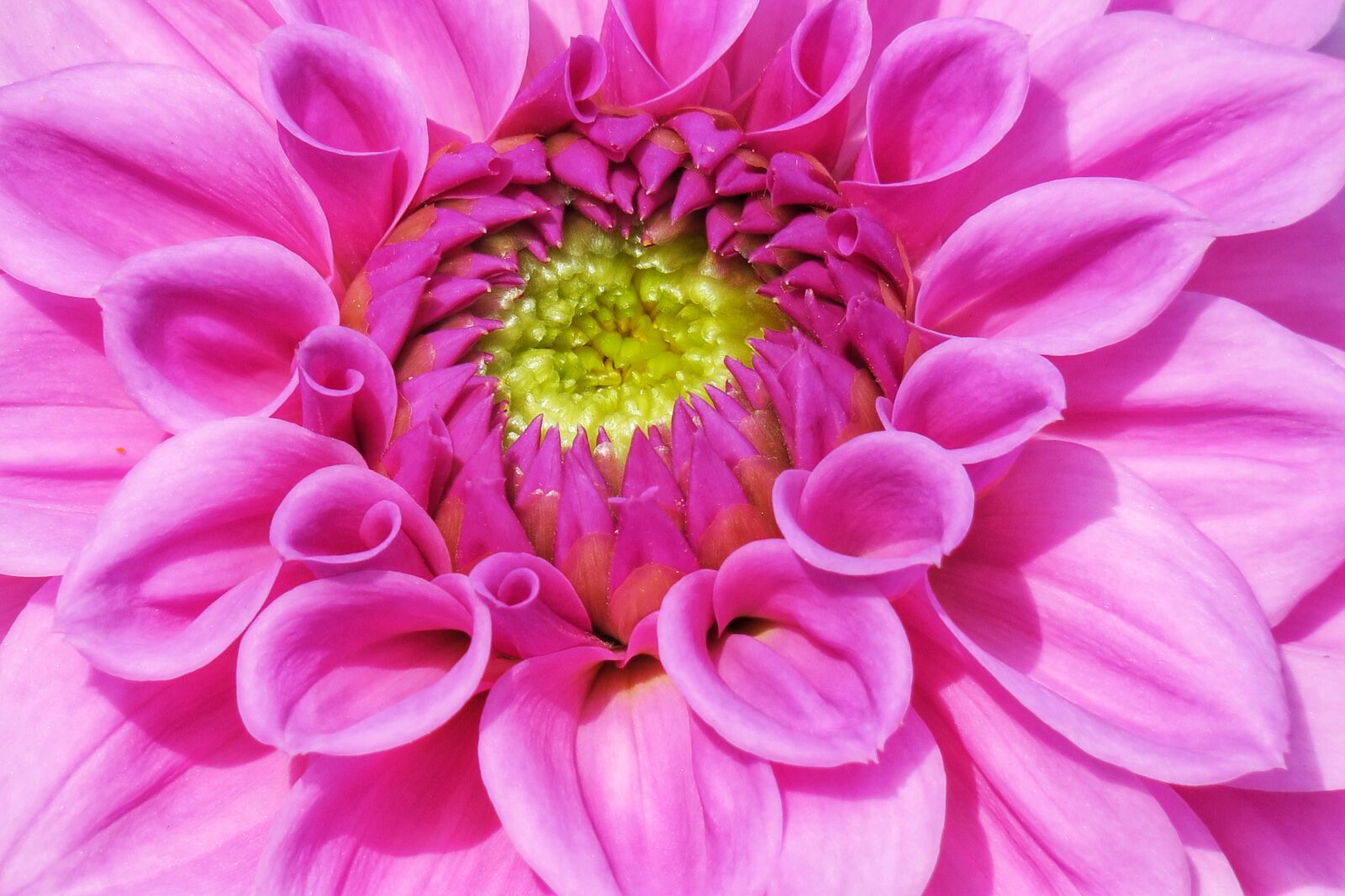 Canon PowerShot G3 X sample photo. Flower, plant, flower's photography