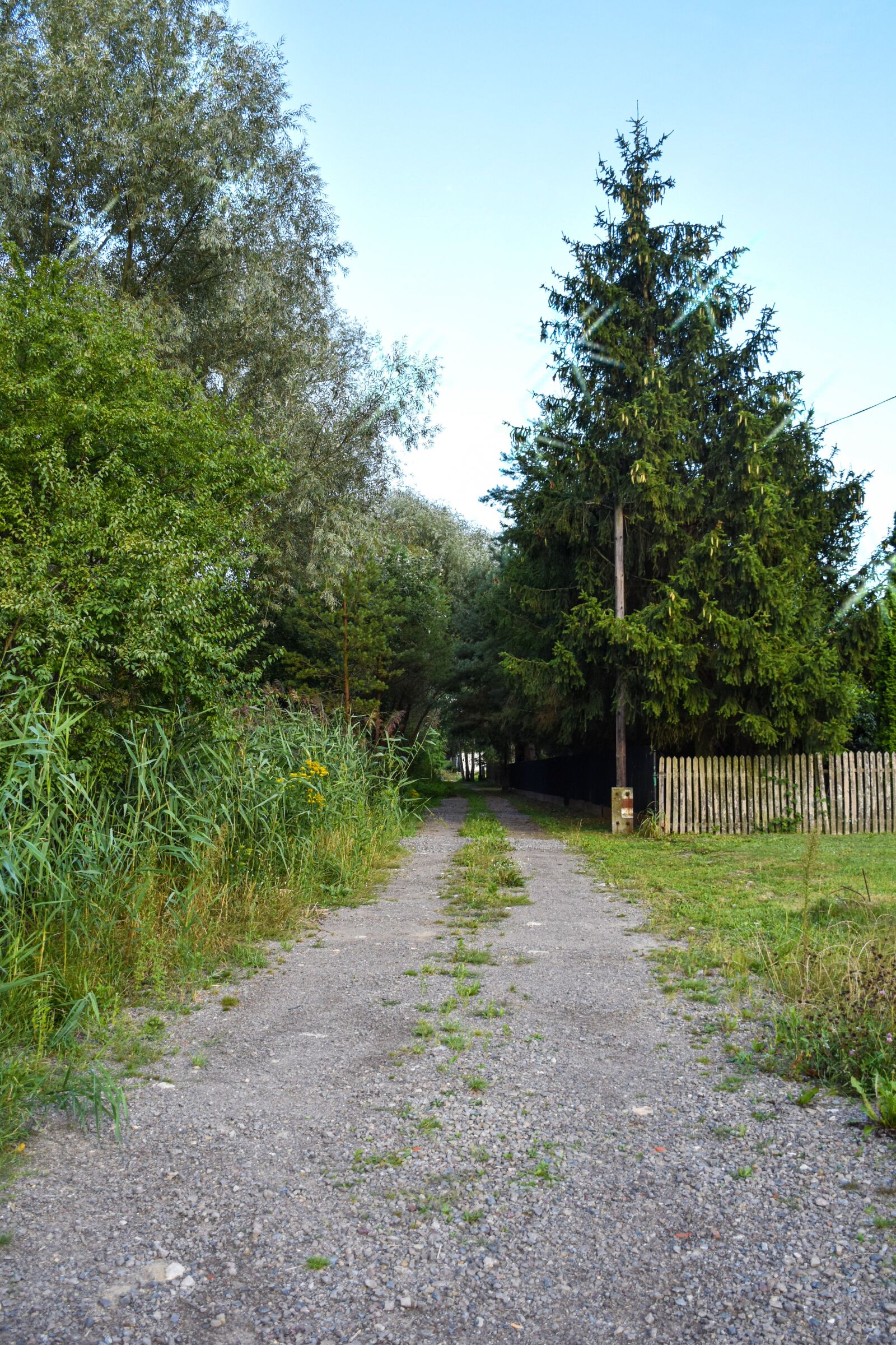 Nikon D3500 sample photo. Forest, way, nature photography