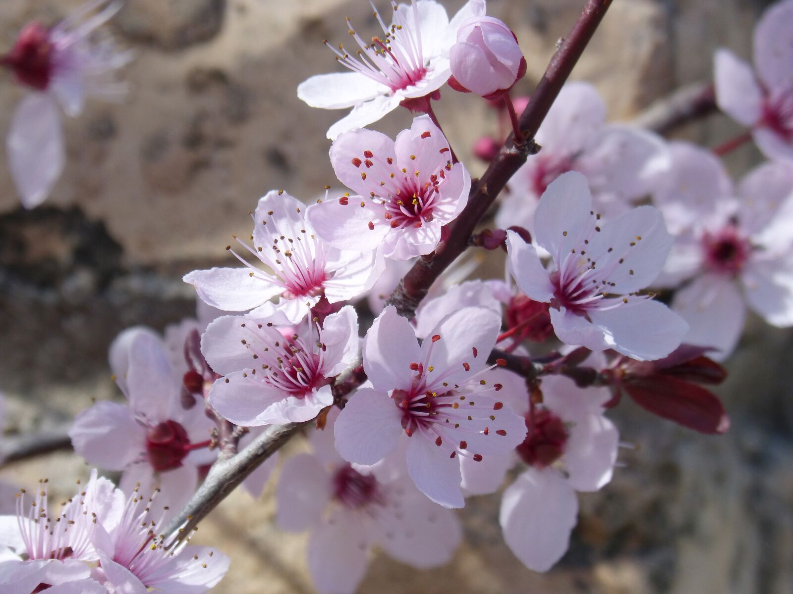 Panasonic DMC-FZ62 sample photo. Flower, cherry, branch photography