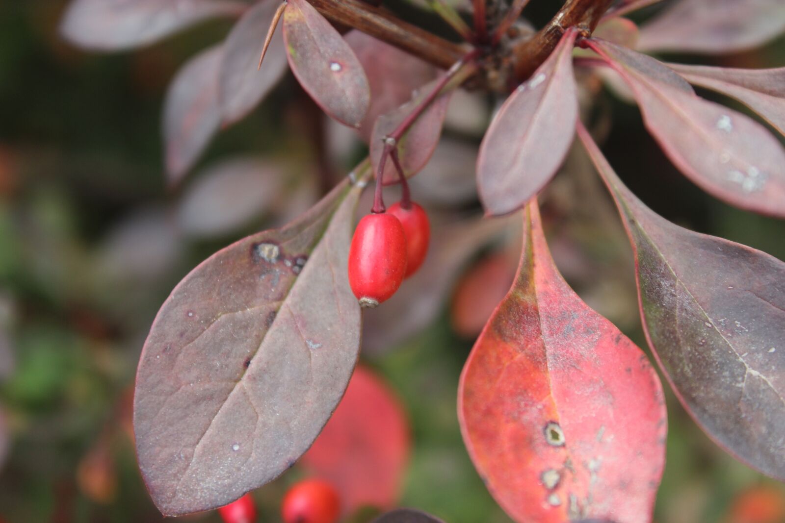 Canon EOS 600D (Rebel EOS T3i / EOS Kiss X5) sample photo. Weather, autumn, fruit photography