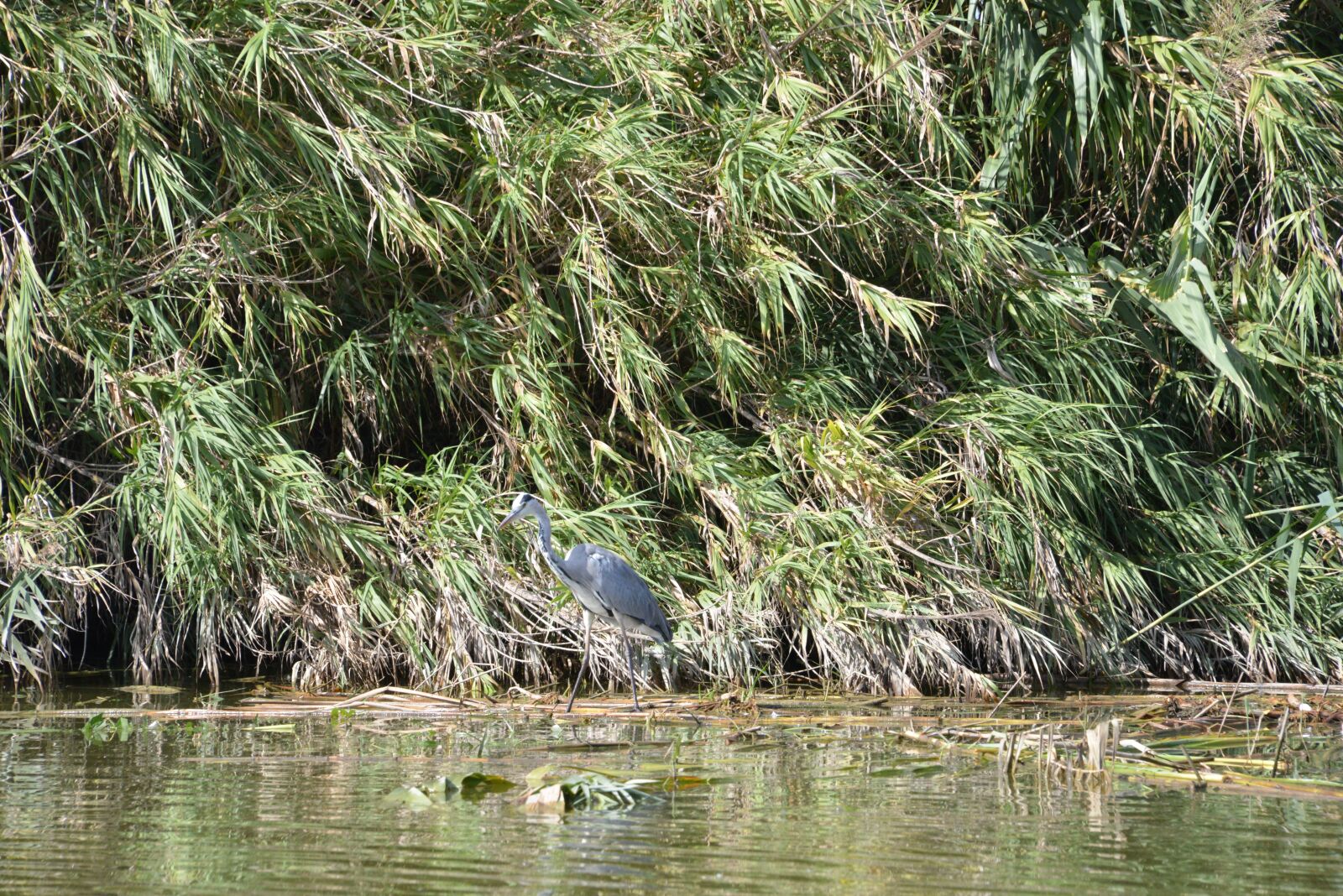 Nikon D600 sample photo. Nature, albufera, heron photography