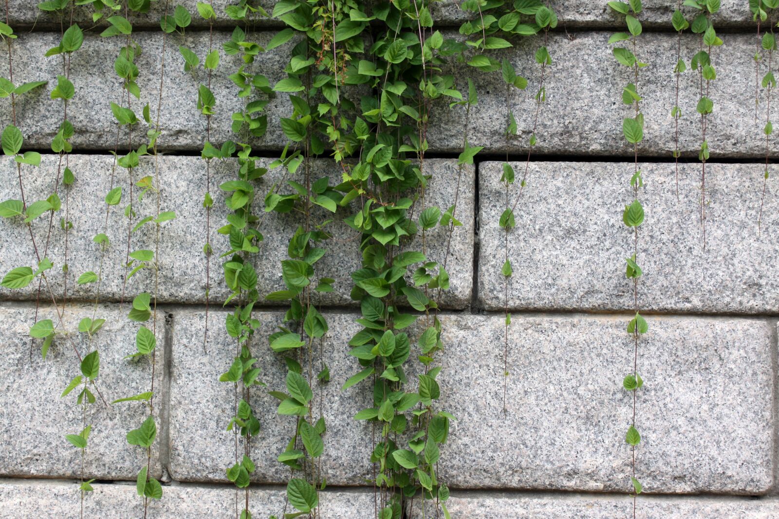 Canon EOS 50D sample photo. The vine, vine, stone photography