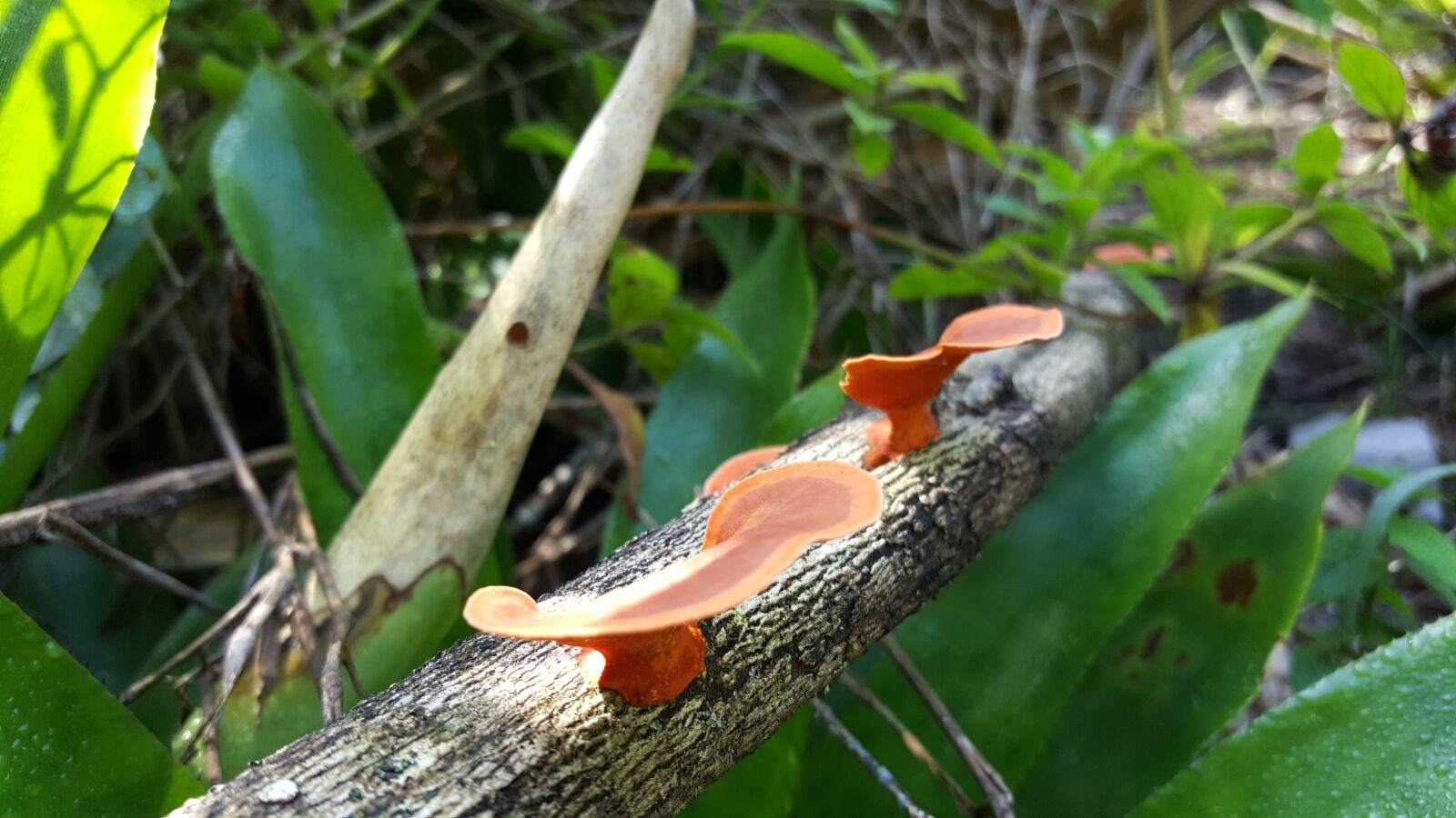 Samsung Galaxy S6 sample photo. Mushroom, fungus, orange photography