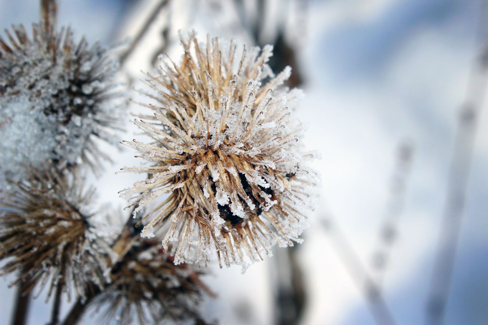 Canon EOS 600D (Rebel EOS T3i / EOS Kiss X5) sample photo. Frost, snow, nature photography