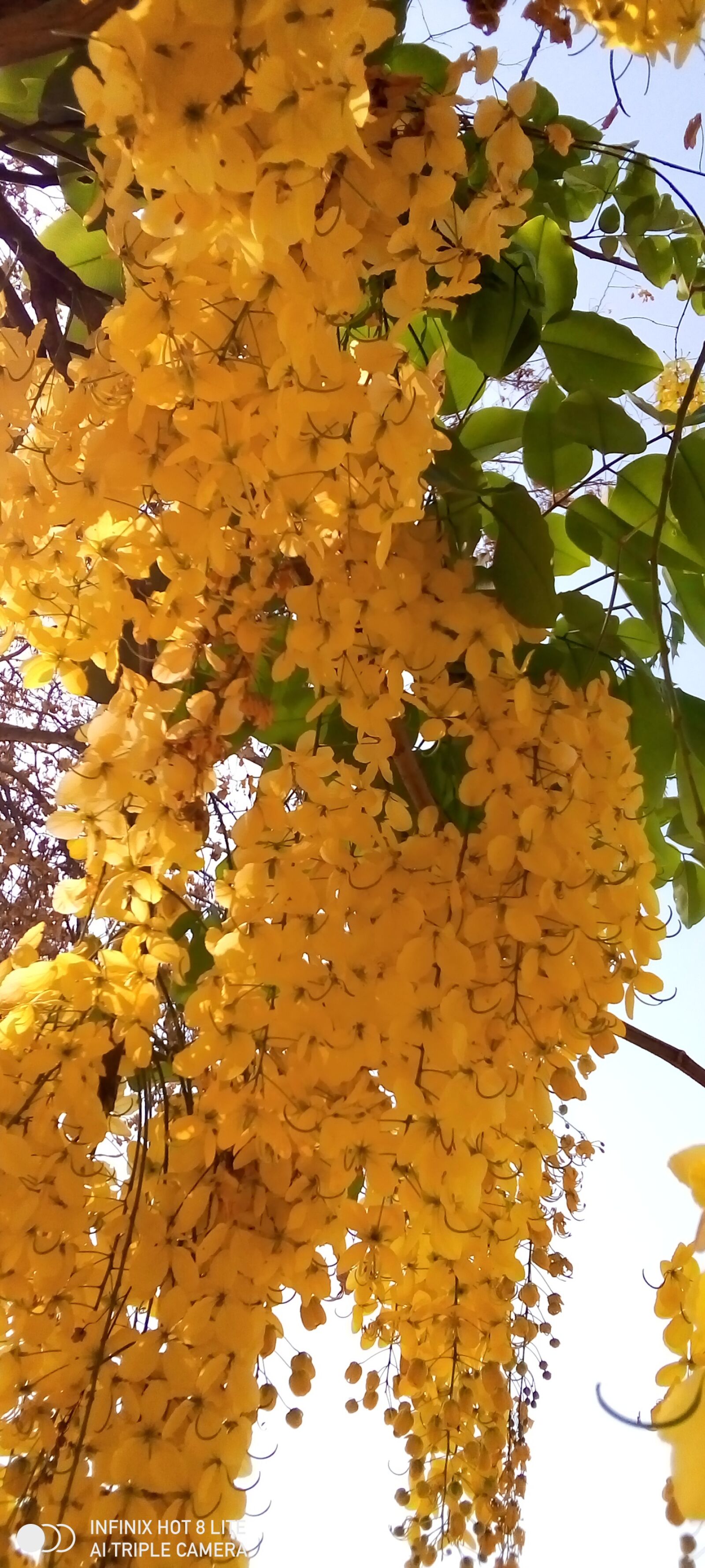 INFINIX MOBILITY LIMITED Infinix X650 sample photo. Indian laburnum, cassia, golden photography
