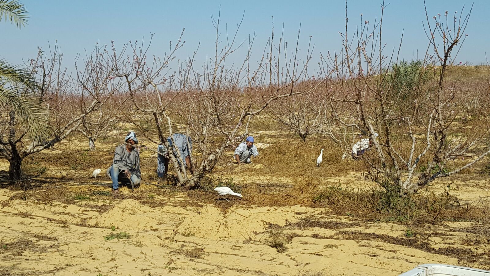 Samsung GALAXY S6 edge sample photo. Egypt, farming photography