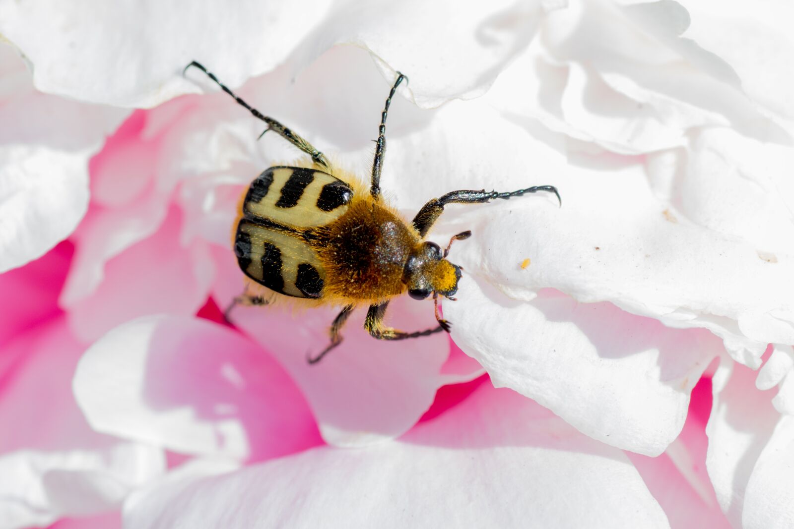 Canon EOS 7D Mark II sample photo. Brush beetle, trichius, peony photography