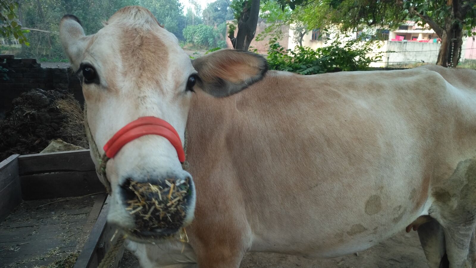 Xiaomi Redmi 3S sample photo. Beautiful, cow, cow, cow photography