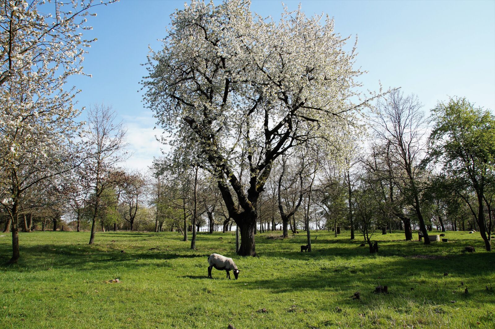 Sony SLT-A58 sample photo. Cherry, flowering, white photography