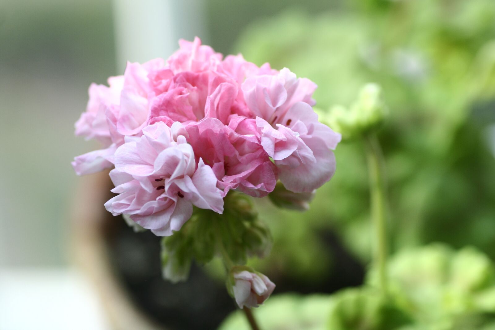 Canon EOS 350D (EOS Digital Rebel XT / EOS Kiss Digital N) sample photo. Geranium, flowers photography