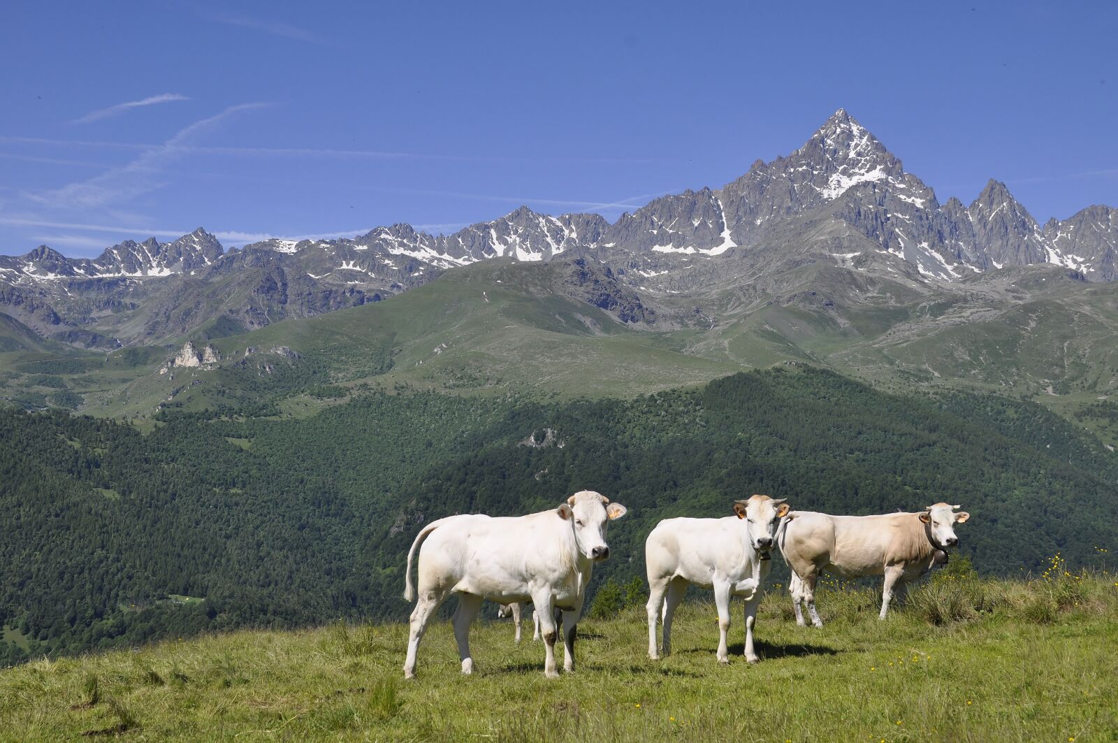 Nikon D5000 sample photo. Alps, mountain, monviso photography