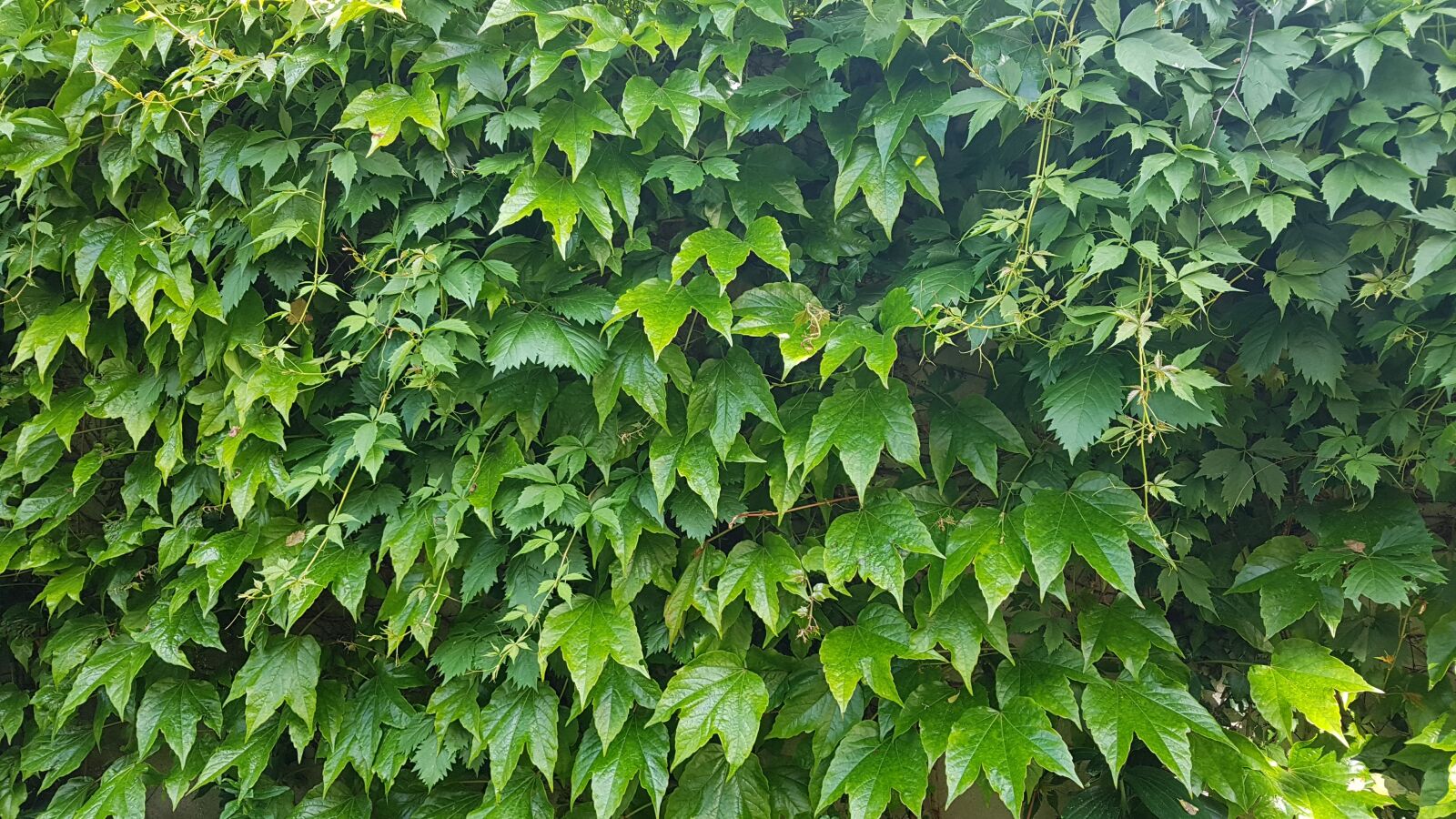 Samsung Galaxy S7 sample photo. Leaf, hedge, tree photography