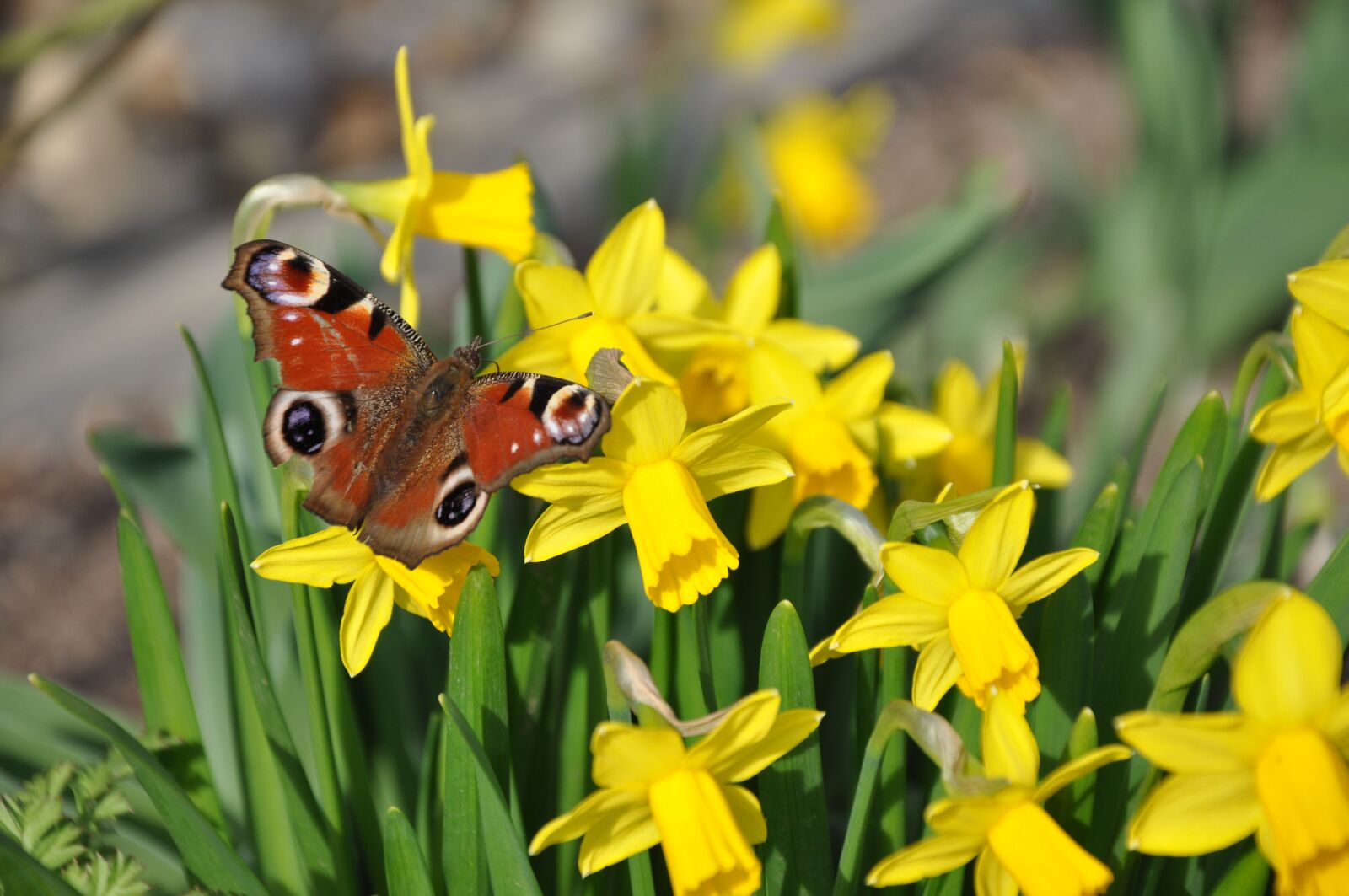 Nikon D90 sample photo. Spring, butterfly, narcissus photography