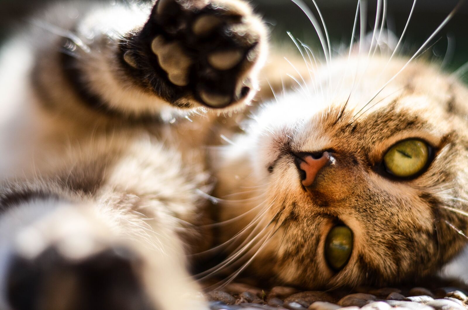 Nikon D5100 sample photo. Cat, animal, kitten photography