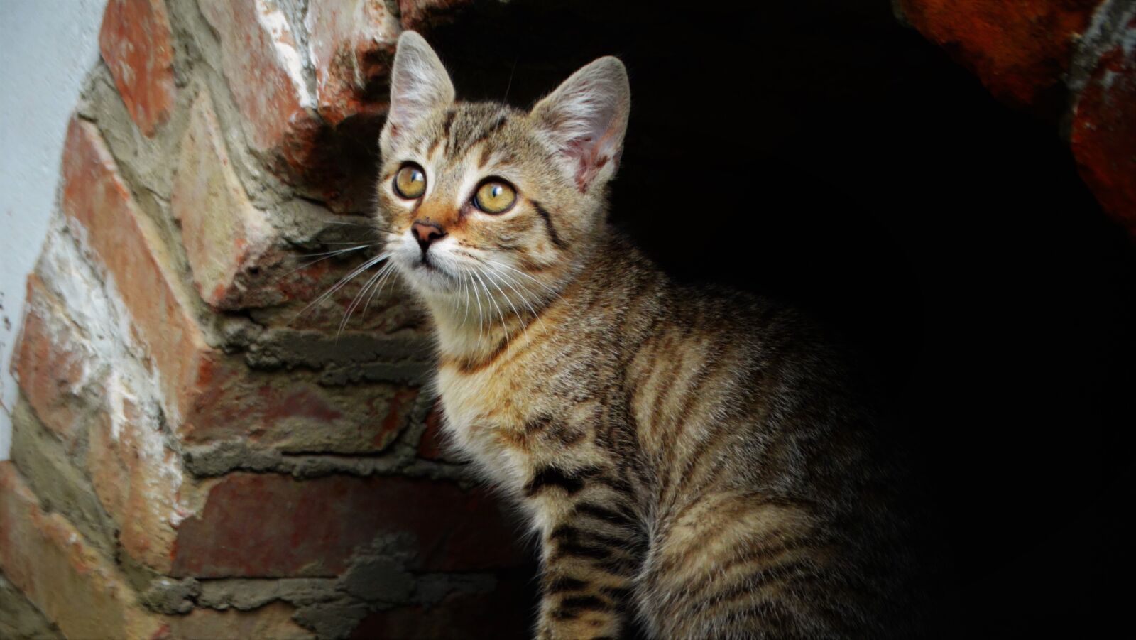 Sony Cyber-shot DSC-HX300 sample photo. Cat, kitten, sweet photography