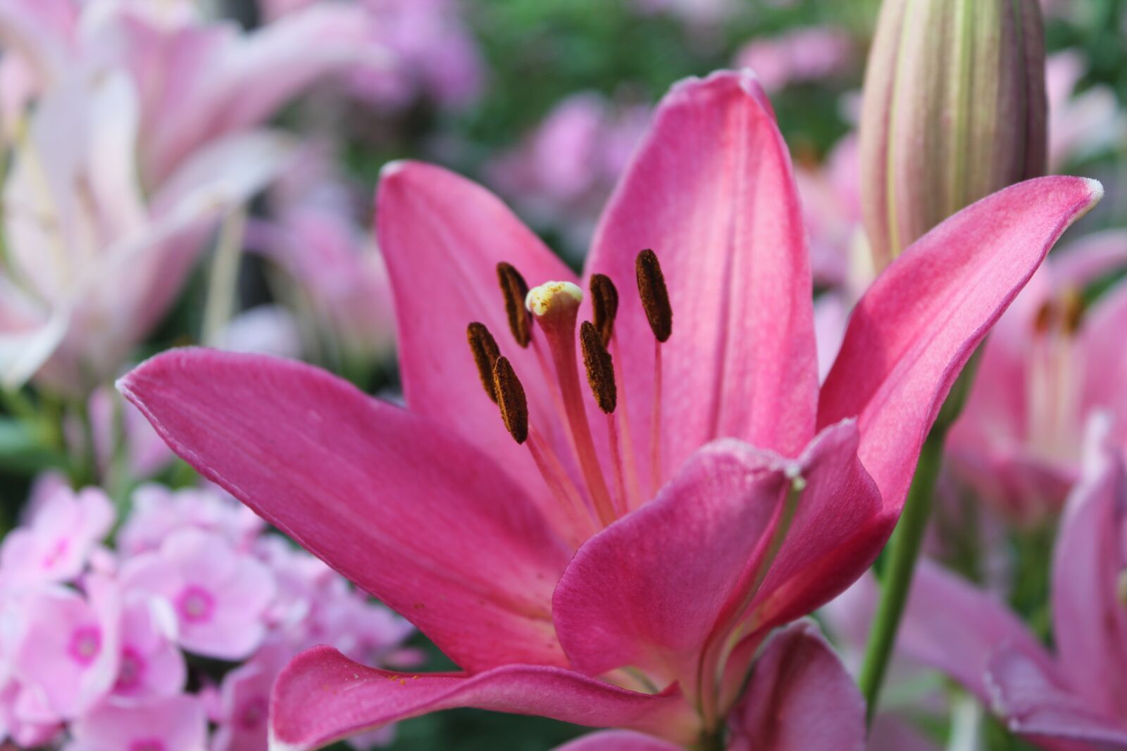 Canon EOS 1100D (EOS Rebel T3 / EOS Kiss X50) sample photo. Flowers, lily, pink flowers photography