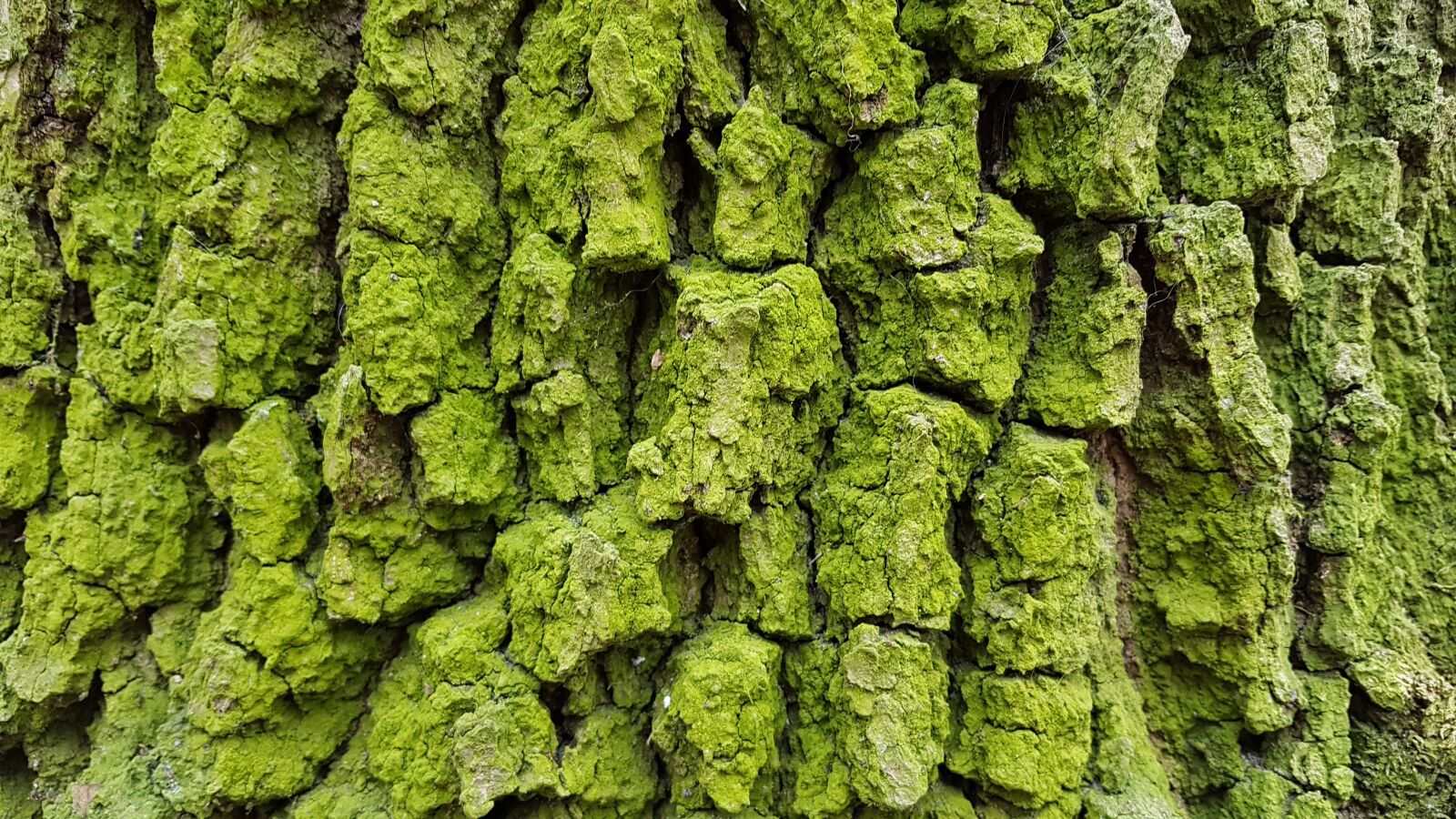 Samsung Galaxy S7 sample photo. Tree, log, tree bark photography