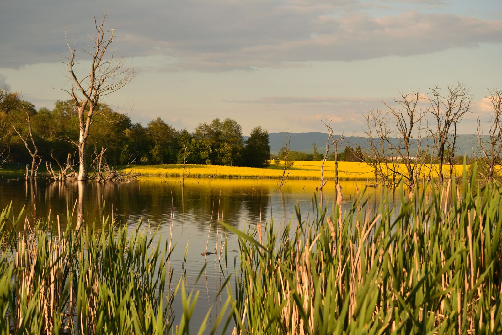 Nikon D3100 sample photo. Lake, nature, water photography