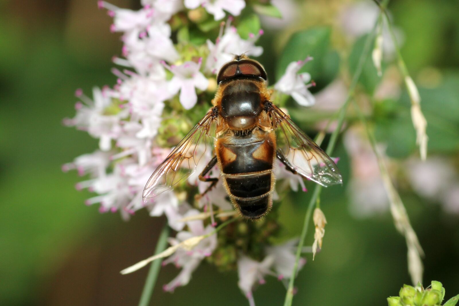 Canon EOS 60D sample photo. Bee, flower, pollination photography