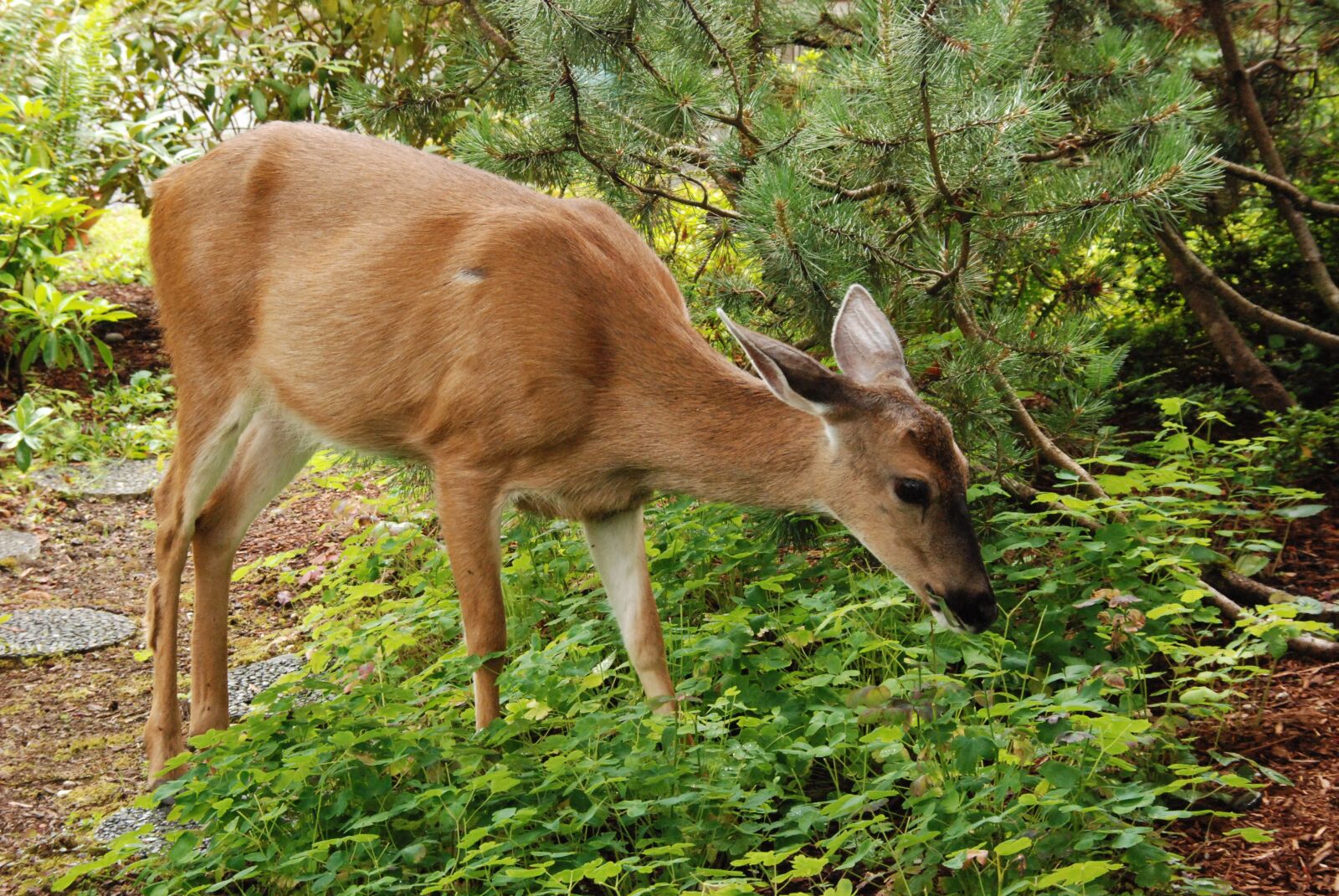 Nikon D80 sample photo. Deer, ree, mammal photography
