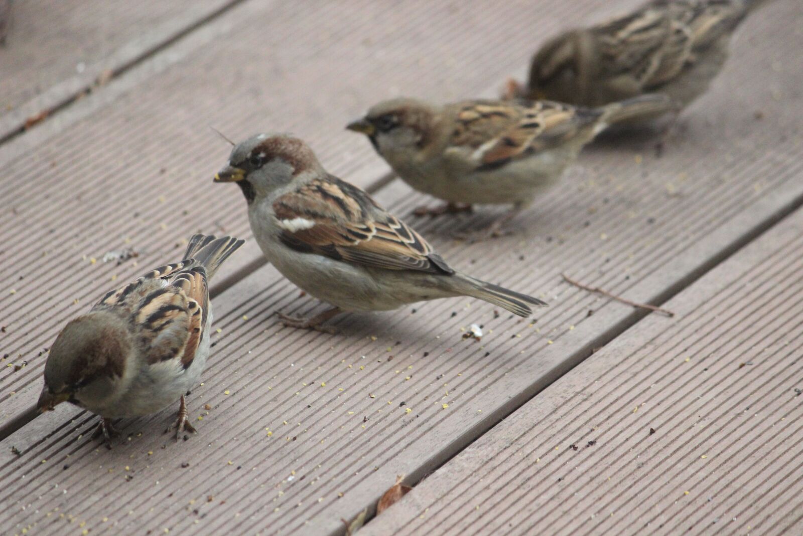 Canon EOS 600D (Rebel EOS T3i / EOS Kiss X5) sample photo. Bird, sparrows, animal world photography