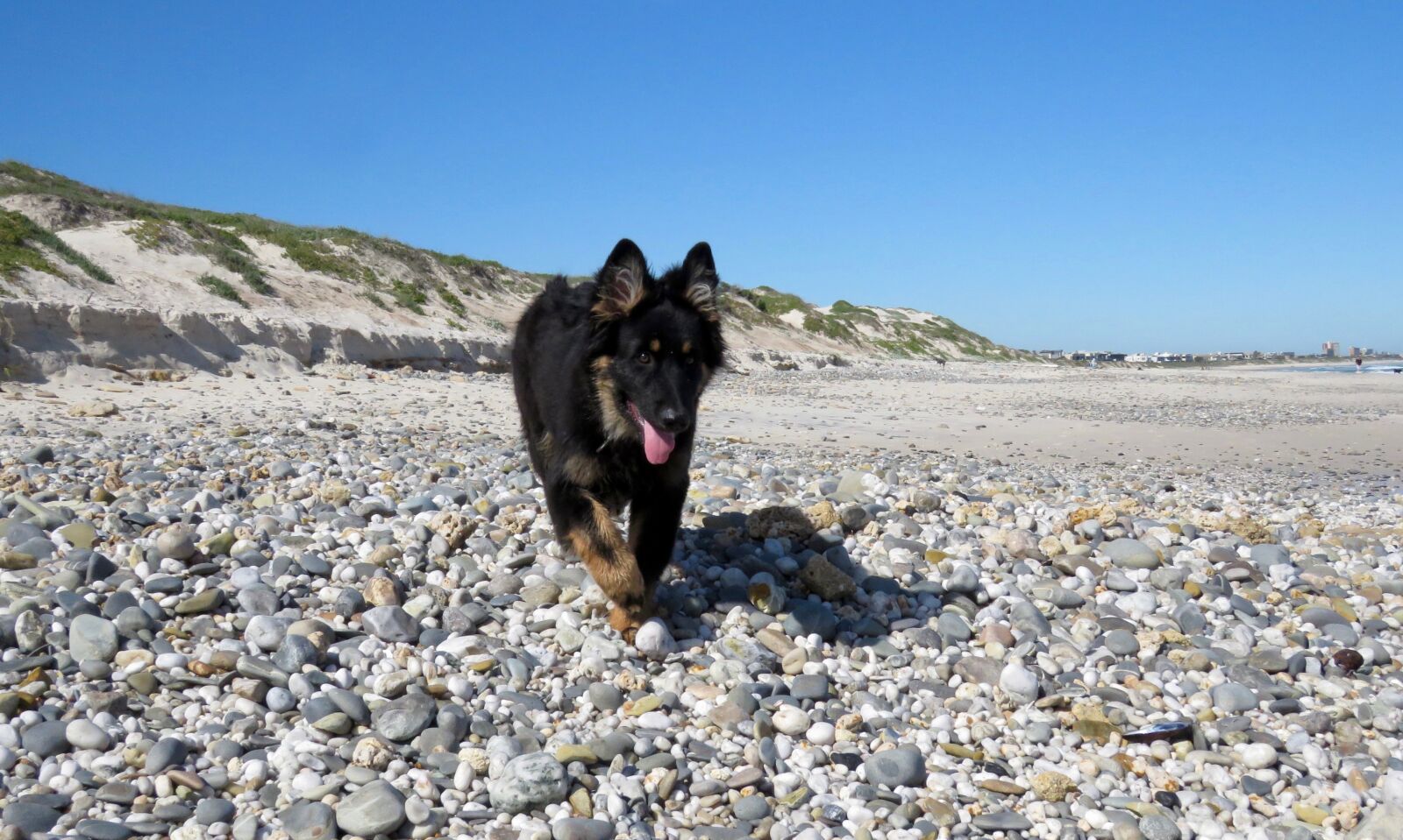 Canon PowerShot SX60 HS sample photo. German shepherd, dog, pet photography