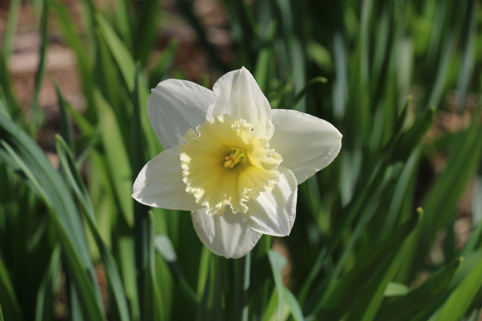 Canon EOS 70D sample photo. Flowers, garden, narcissus photography