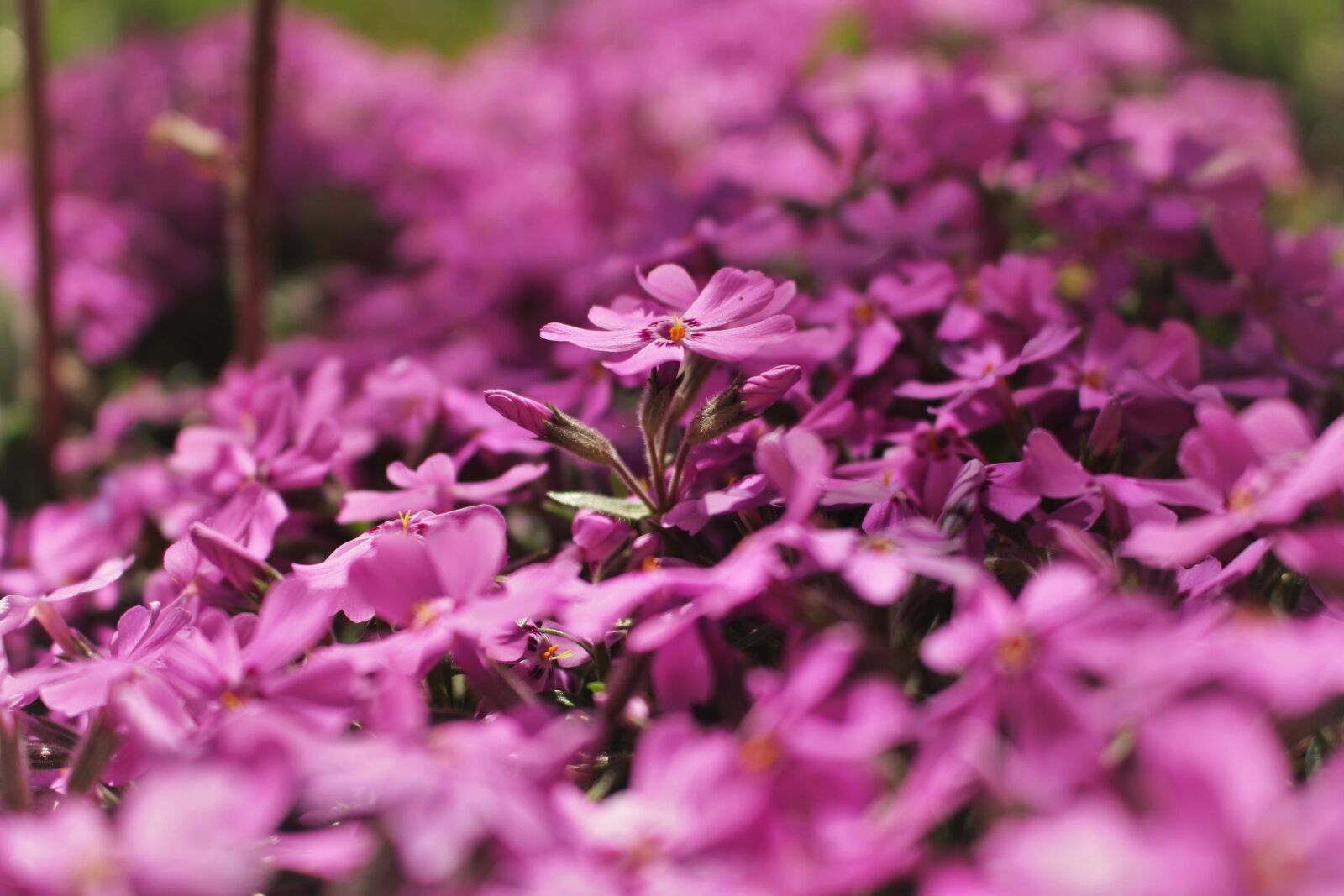 Canon EOS 100D (EOS Rebel SL1 / EOS Kiss X7) sample photo. Flora, flowers tiny, tiny photography