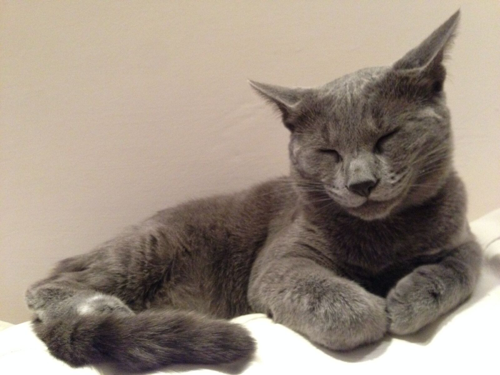 iPhone 5 back camera 4.12mm f/2.4 sample photo. Cat, kitten, blue photography