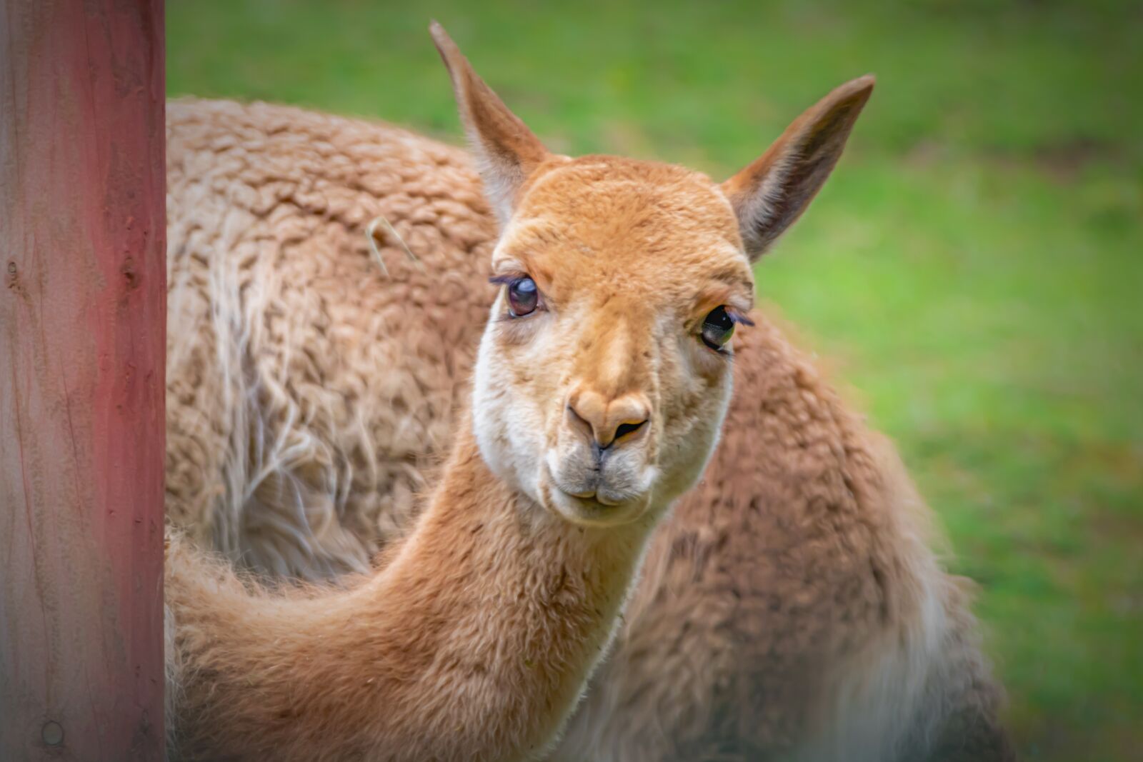 Canon EOS 80D sample photo. Vicuna, camel, andes photography