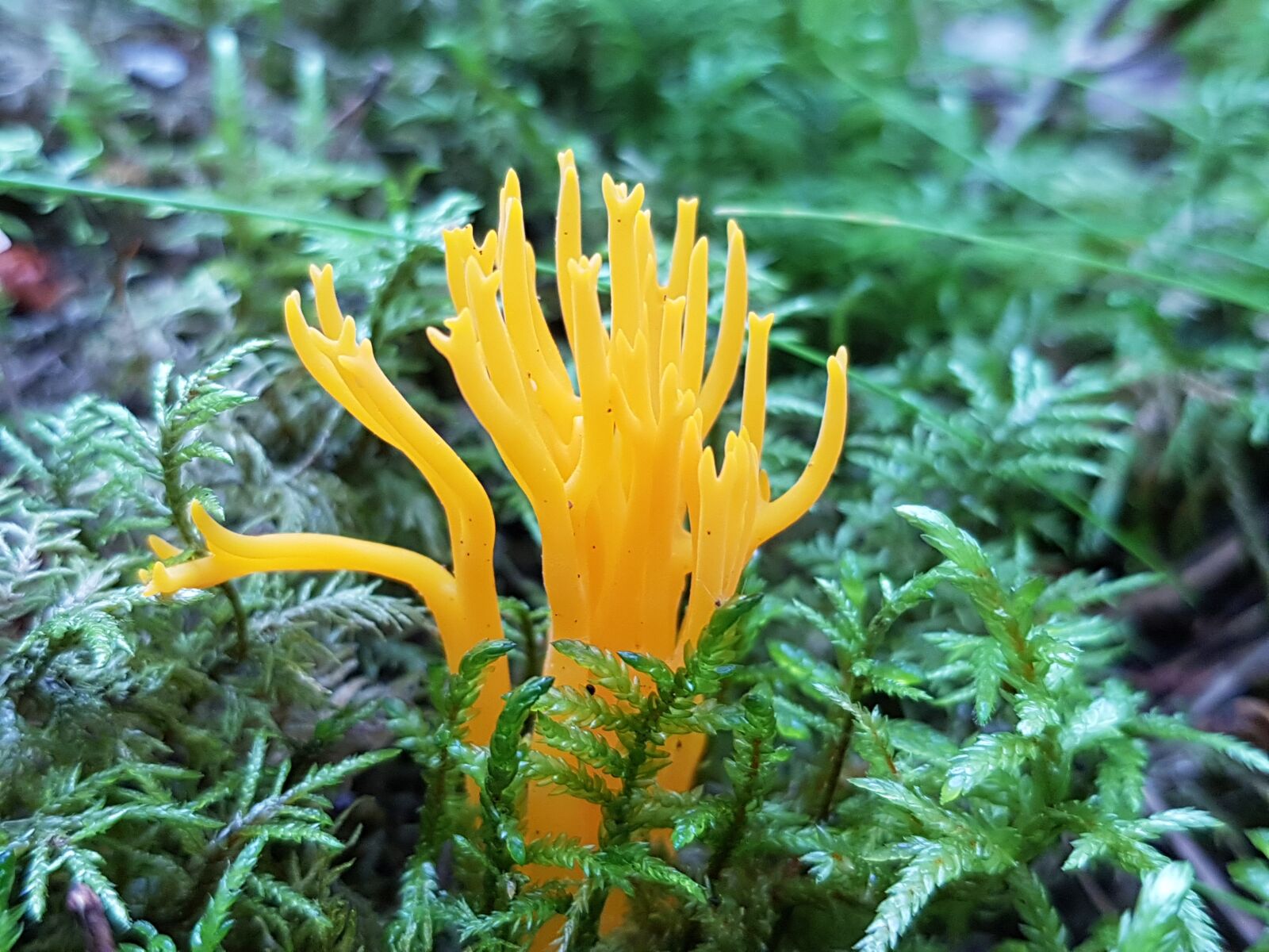 Samsung Galaxy S8+ sample photo. Fingersvamp, mushroom, moss photography