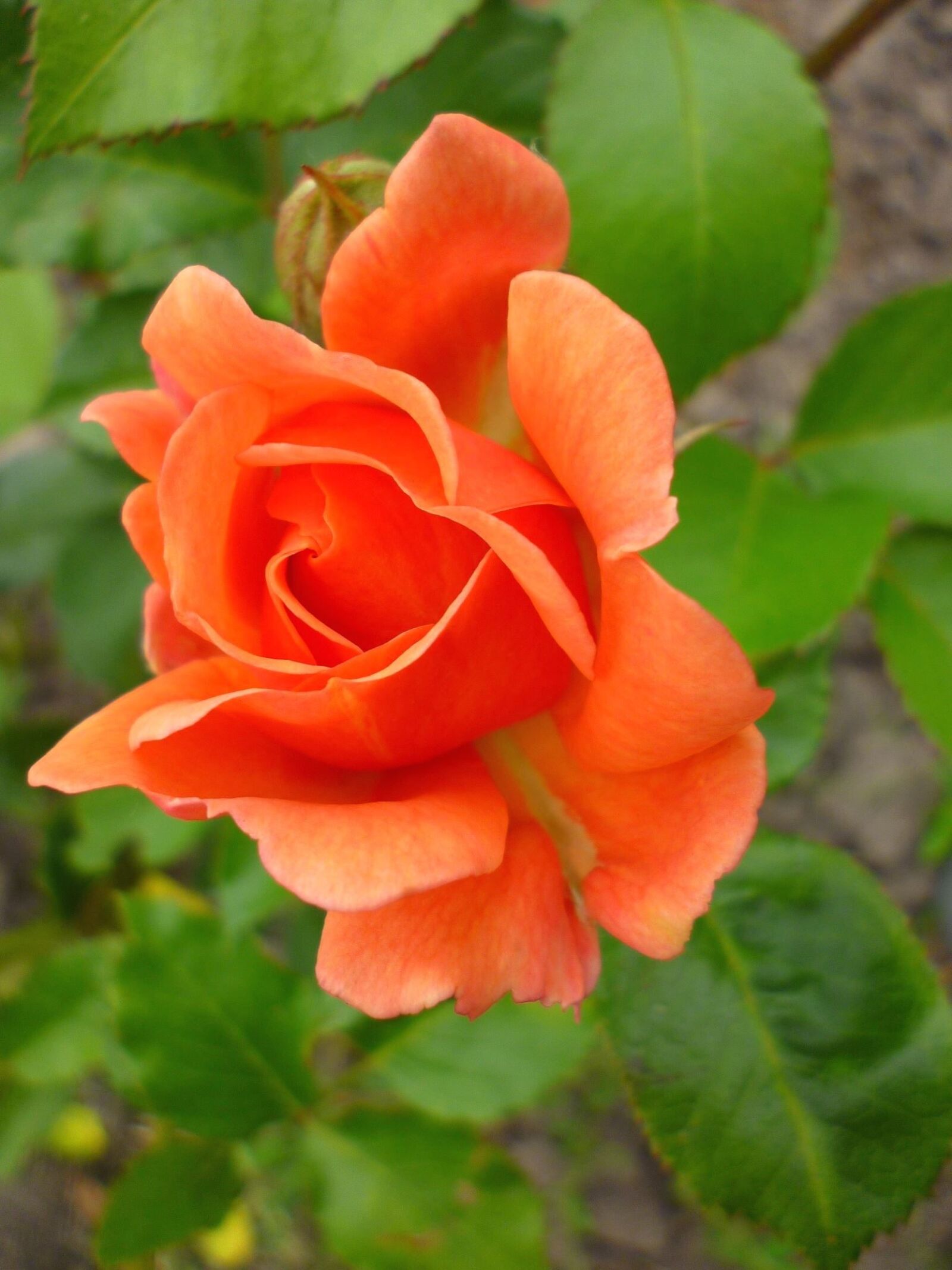 Panasonic Lumix DMC-S1 sample photo. Bud, rose, flower, flowering photography