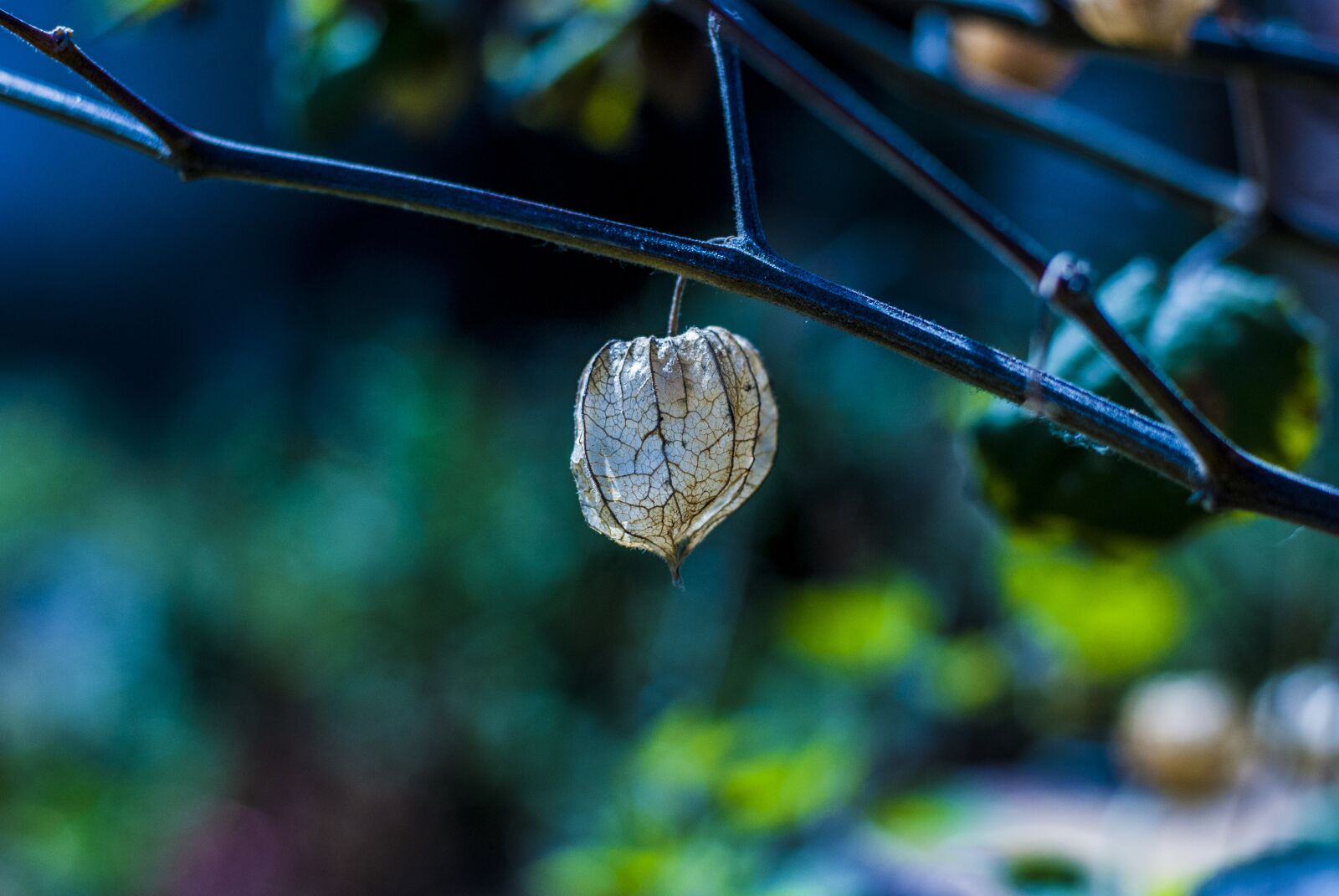 Nikon D60 sample photo. Uvilla, dried fruit, artistic photography