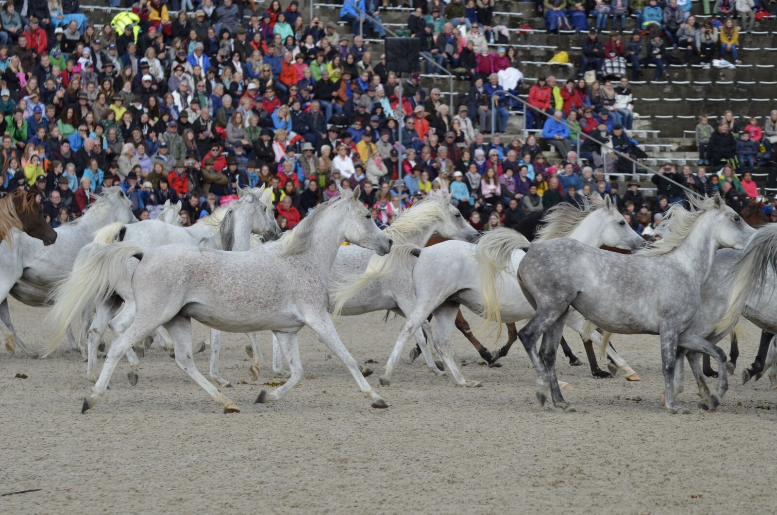 Nikon D5100 sample photo. Marbach, hengstparade2017, stallion photography